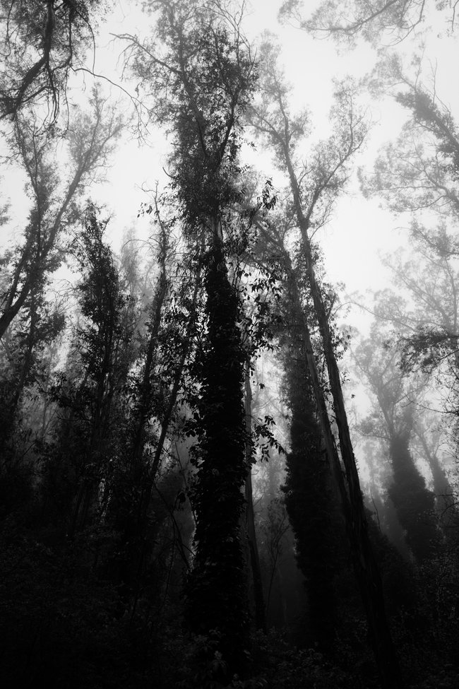 Sutro giants