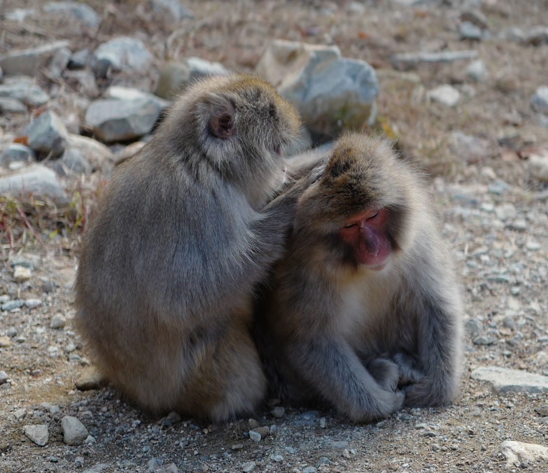 Macaques